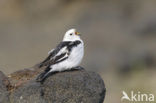 Snow Bunting (Plectrophenax nivalis)