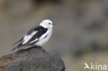 Snow Bunting (Plectrophenax nivalis)