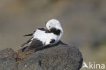 Sneeuwgors (Plectrophenax nivalis)