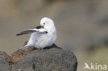 Sneeuwgors (Plectrophenax nivalis)