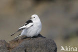 Snow Bunting (Plectrophenax nivalis)