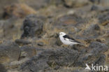 Snow Bunting (Plectrophenax nivalis)