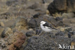 Snow Bunting (Plectrophenax nivalis)