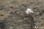 Snow Bunting (Plectrophenax nivalis)