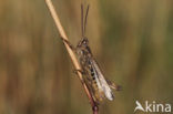 Lesser Field Grasshopper (Chorthippus mollis)