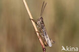 Lesser Field Grasshopper (Chorthippus mollis)