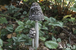 Pleated Inkcap (Coprinus picaceus)