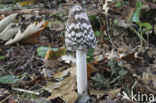 Pleated Inkcap (Coprinus picaceus)