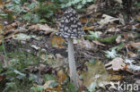 Pleated Inkcap (Coprinus picaceus)