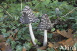 Pleated Inkcap (Coprinus picaceus)