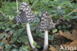 Pleated Inkcap (Coprinus picaceus)