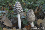 Pleated Inkcap (Coprinus picaceus)