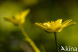 Speenkruid (Ranunculus ficaria)