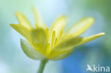 Lesser Celandine (Ranunculus ficaria)