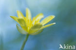 Lesser Celandine (Ranunculus ficaria)