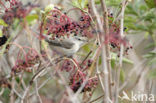 Sperwergrasmus (Sylvia nisoria)