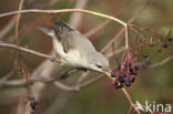 Sperwergrasmus (Sylvia nisoria)