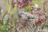 Barred Warbler (Sylvia nisoria)