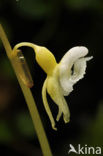 Spookorchis (Epipogium aphyllum)