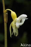 Spookorchis (Epipogium aphyllum)