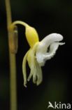 Spookorchis (Epipogium aphyllum)