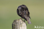 European Starling (Sturnus vulgaris)