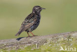European Starling (Sturnus vulgaris)
