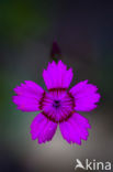 Maiden Pink (Dianthus deltoides)