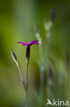 Maiden Pink (Dianthus deltoides)