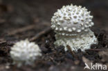 Stekelkopamaniet (Amanita solitaria) 