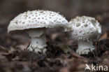 Stekelkopamaniet (Amanita solitaria) 