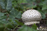 Stekelkopamaniet (Amanita solitaria) 