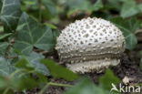 Stekelkopamaniet (Amanita solitaria) 