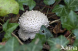 Stekelkopamaniet (Amanita solitaria) 