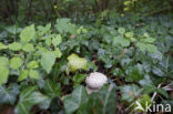 Stekelkopamaniet (Amanita solitaria) 