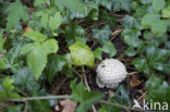 Stekelkopamaniet (Amanita solitaria) 