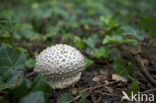 Stekelkopamaniet (Amanita solitaria) 