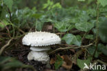 Stekelkopamaniet (Amanita solitaria) 