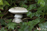 Amanita solitaria