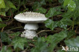 Stekelkopamaniet (Amanita solitaria) 