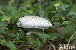 Stekelkopamaniet (Amanita solitaria) 