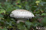 Amanita solitaria