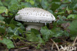 Stekelkopamaniet (Amanita solitaria) 