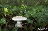 Stekelkopamaniet (Amanita solitaria) 