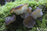Jelly Tooth (Pseudohydnum gelatinosum)