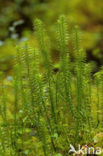 Interrupted Clubmoss (Lycopodium annotinum)