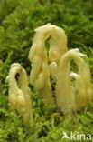 Yellow Bird’s Nest (Monotropa hypopitys)