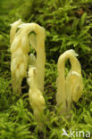 Yellow Bird’s Nest (Monotropa hypopitys)