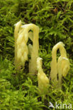 Yellow Bird’s Nest (Monotropa hypopitys)