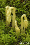 Yellow Bird’s Nest (Monotropa hypopitys)